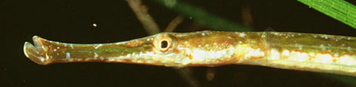 Syngnathus typhle_07